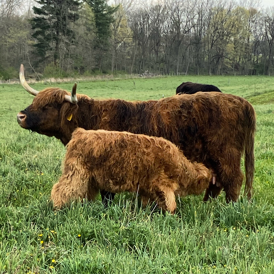 Highland Cattle - The Livestock Conservancy